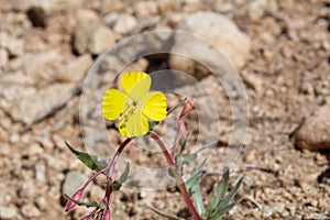 CAMISSONIA CAMPESTRIS - PIONEERTOWN MP - 040420 C