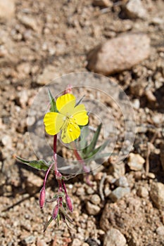 CAMISSONIA CAMPESTRIS - PIONEERTOWN MP - 040420 D