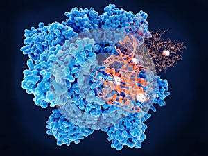 CAMKII, key regulatory aminoacids of two identical subunits