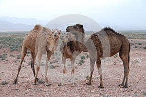 Camls in Desert