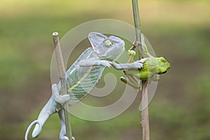 animals, frog, amphibians, animal, animales, animalwildlife, crocodile, dumpy, dumpyfrog, face, frog, green, macro, mammals photo