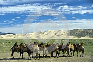 Cammels in the Goby Desert, Mongolia