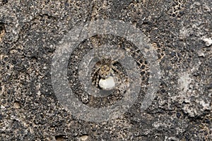 Cammouflaged female wolf spider, Pardosa pullata with eggsack, India