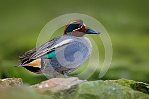 Camnon Teal, Anas crecca, nice duck with rusty head, floating on dark green water surface. Splash water with duck. Bird from Franc