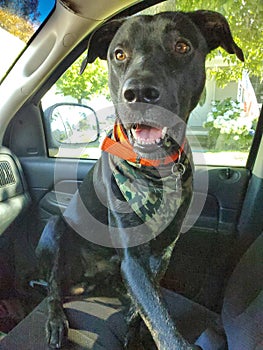 Camo bandana dog Border Collie / Catahoula Leopard