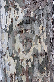 Camo style tree bark