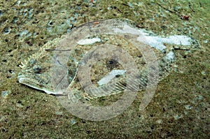 Camoflage flounder underwater