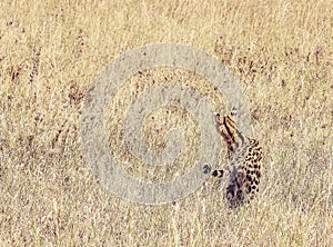 Camoflaged serval in long dry grasses