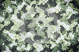 Camoflauge green ,black and  white color pattern abstract grunge background