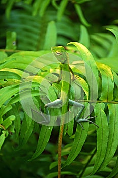 Camoflauge of Green Forest Lizard , Calotes calotes portrait of exotic tropical animal