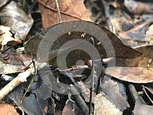 Camoflauged Leaf Mimicking Katydid photo