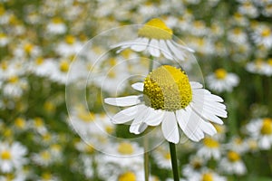 Camomile