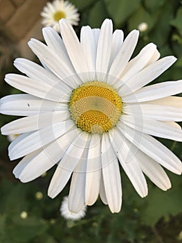 Camomile