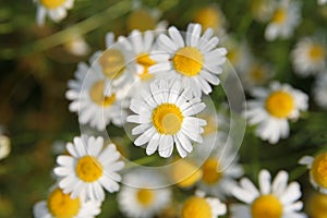 Camomile