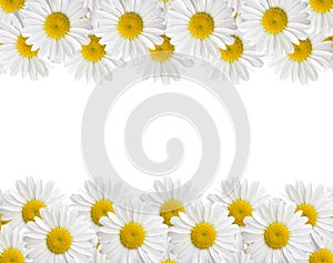Camomile