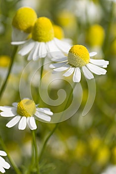 Camomile