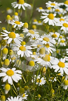 Camomile