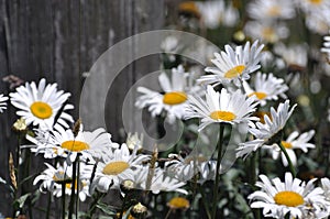 Camomile