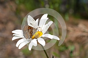 Camomile