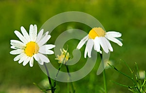 Camomile photo