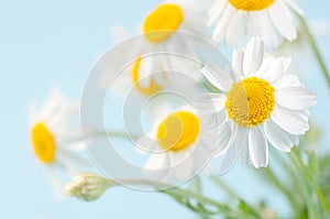 Camomile