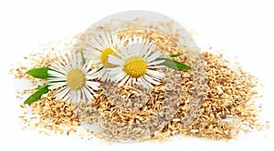 Camomile