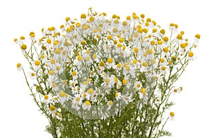 Camomile