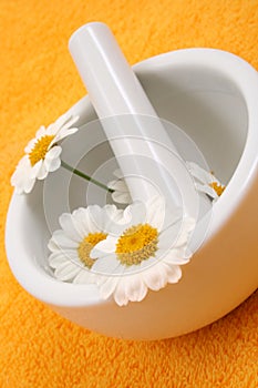 Camomile photo