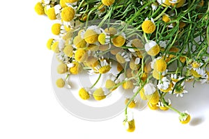 Camomile