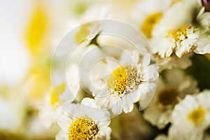 Camomile