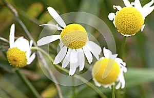 Camomile