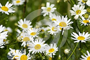 Camomile