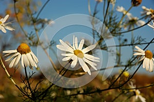 Camomile