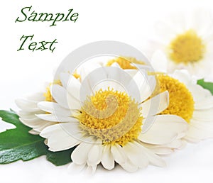 Camomile