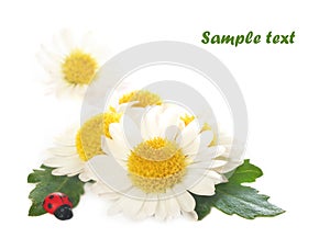 Camomile