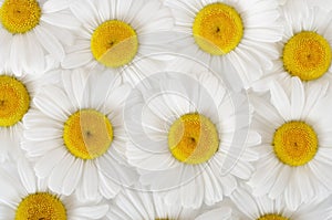 Camomile background