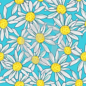 Camomile on a blue background. Pattern with daisy. Print for textile, vector.