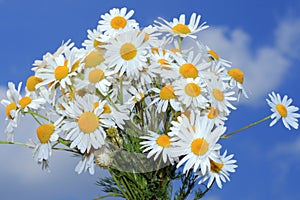 Camomile bouquet