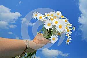 Camomile bouquet
