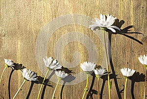 Camomile on a bronze wooden background, camomilÃÂµ. photo