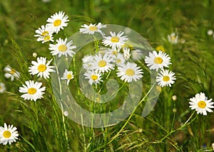 Camomile. chamomel, daisy chain, daisy wheel. an aromatic European plant of the daisy family, with white and yellow daisylike fl