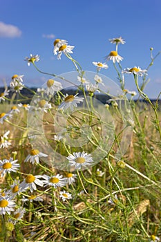 camomile or chamomile flower in corn field