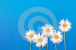 Camomile,chamomiles on blue background.Daisy flowers wallpaper.Floral banner