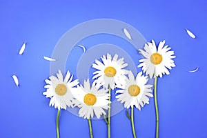 Camomile,chamomiles on blue background.Daisy flowers wallpaper.Floral banner