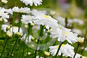 Camomile (chrysanthemum) field