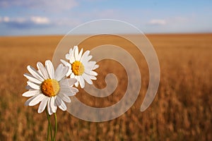 Camomile on the corn field