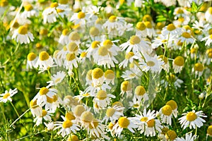 Camomile daisy field natural horizontal background texture for beauty, health