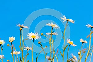 Camomile daisy flowers against the blue sky