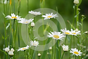Camomile daisy flowers in garden at home
