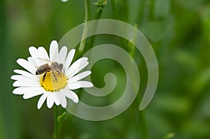 Camomile daisy flowers in garden at home